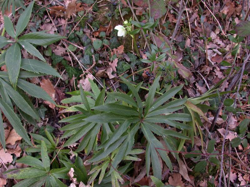 Helleborus viridis sl.